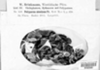 Trichaptum abietinum image